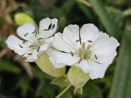 Silene uniflora (Sea Campion)