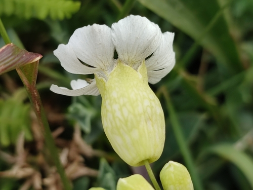 Silene uniflora (Sea Campion)