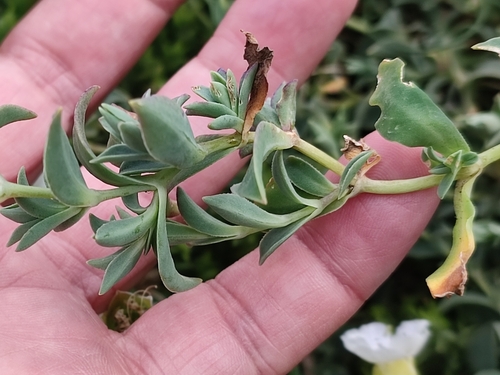 Silene uniflora (Sea Campion)