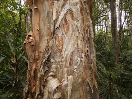 Melaleuca quinquenervia (Broad-leaved paperbark) (alternate view 7)