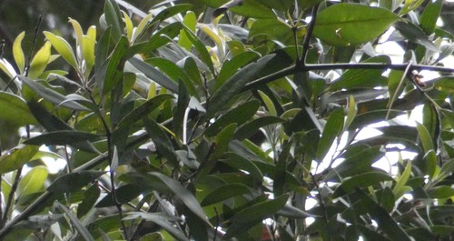 Melaleuca quinquenervia (Broad-leaved paperbark) (alternate view 8)