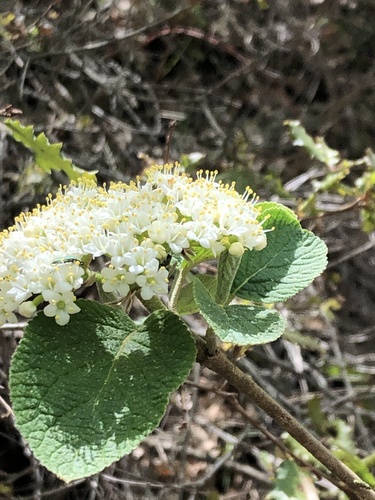 Viburnum lantana (Wayfaring-tree)