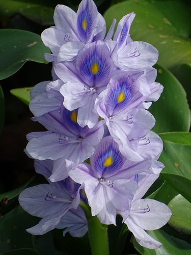 Pontederia crassipes (common water hyacinth)