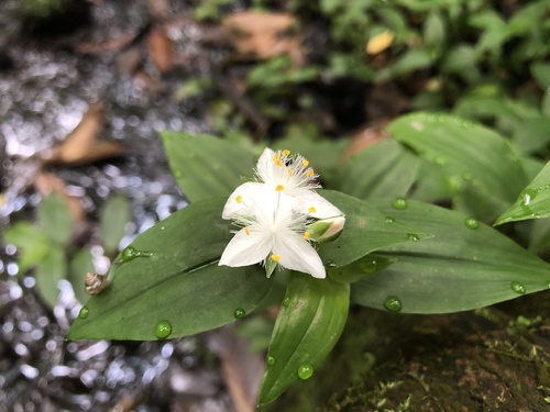 Tradescantia fluminensis (small-leaf spiderwort) (alternate view 10)