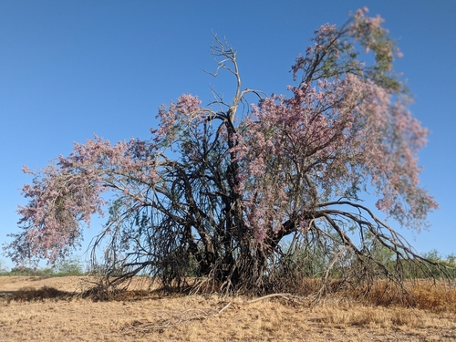 Olneya tesota (desert ironwood) (alternate view 5)