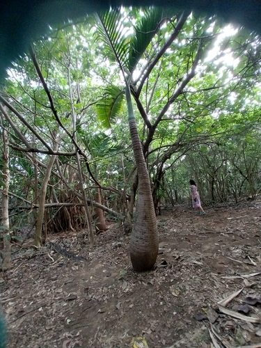 Hyophorbe lagenicaulis (Bottle Palm)
