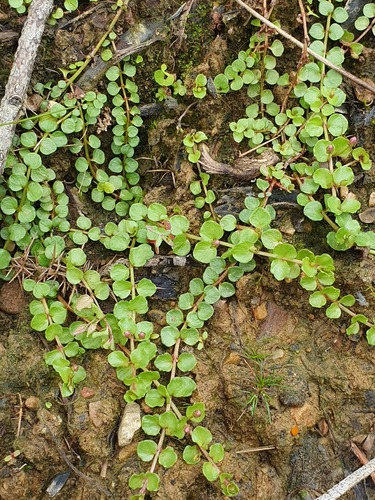 Lysimachia tenella (Bog Pimpernel)