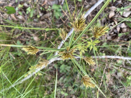 Cyperus polystachyos (Bunchy flat-sedge) (alternate view 9)
