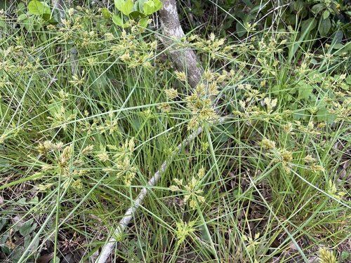 Cyperus polystachyos (Bunchy flat-sedge) (alternate view 10)