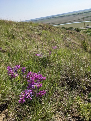 Oxytropis lambertii (Lambert's Locoweed)