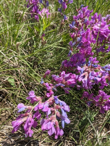 Oxytropis lambertii (Lambert's Locoweed) (alternate view 2)
