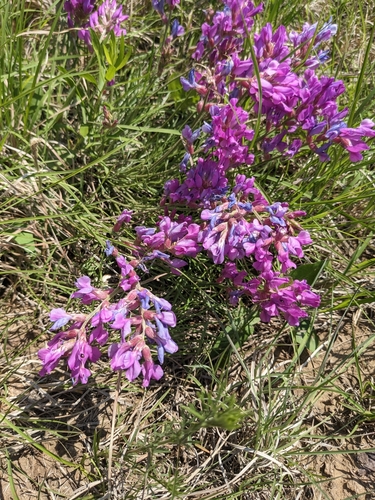Oxytropis lambertii (Lambert's Locoweed) (alternate view 3)
