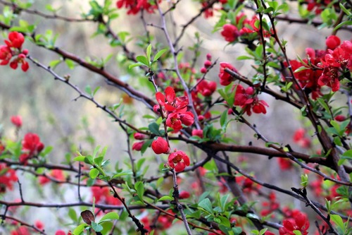 Chaenomeles speciosa (Flowering Quince)