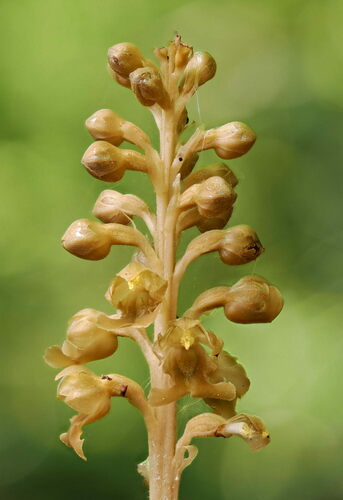 Neottia nidus-avis (bird's-nest orchid) (alternate view 5)