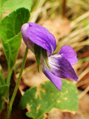 Viola adunca (Early Blue Violet) (alternate view 3)