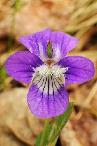 Viola adunca (Early Blue Violet) (alternate view 2)