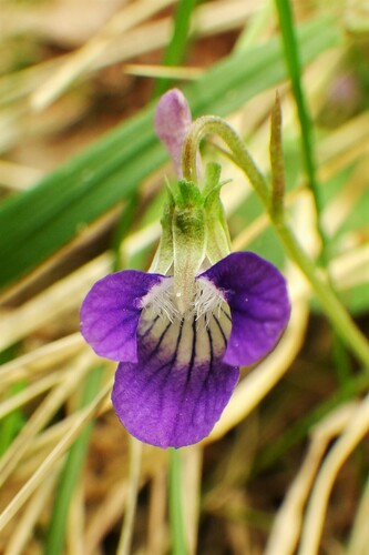 Viola adunca (Early Blue Violet) (alternate view 4)