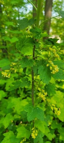 Ribes americanum (American Black Currant)