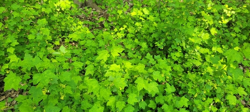 Ribes americanum (American Black Currant) (alternate view 2)