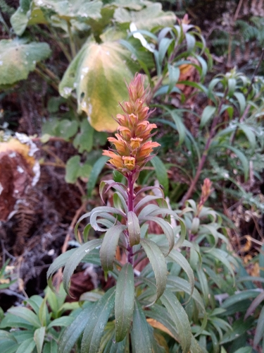 Digitalis isabelliana