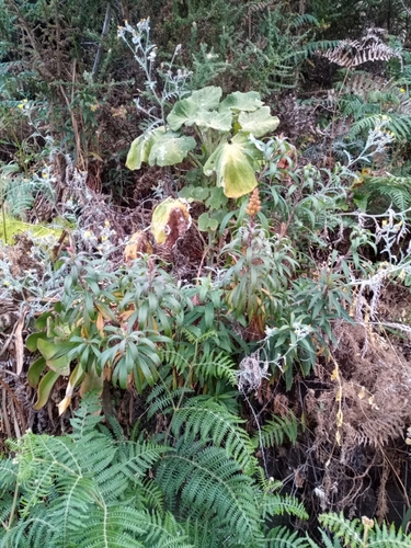 Digitalis isabelliana (alternate view 2)