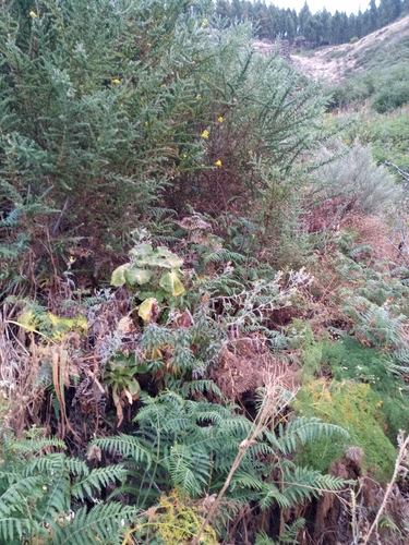 Digitalis isabelliana (alternate view 3)