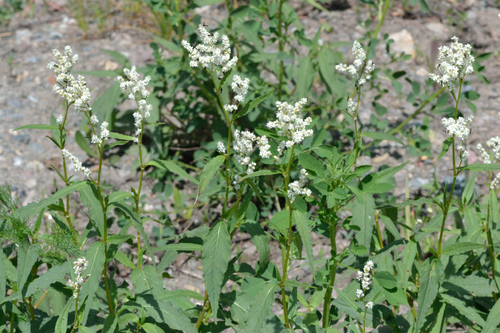 Koenigia alpina (alternate view 2)
