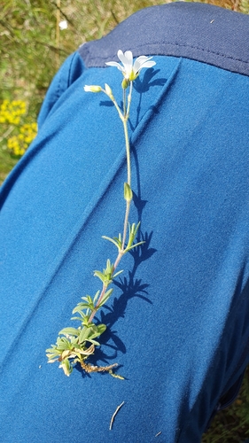 Cerastium arvense (field chickweed)