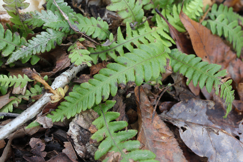 Phegopteris decursive-pinnata (Japanese Beech Fern)