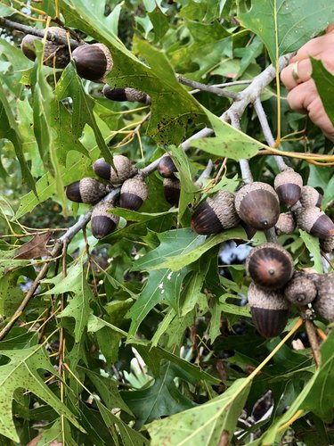 Quercus texana (Nuttall Oak Tree)