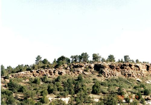 Pinus scopulorum (Rocky Mountains Ponderosa Pine)