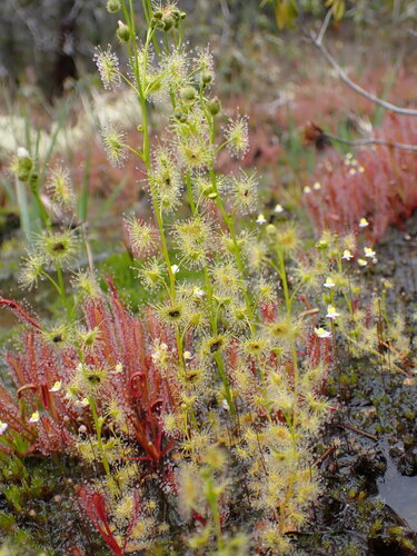 Drosera gunniana (alternate view 5)