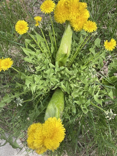 Taraxacum (dandelions) (alternate view 9)