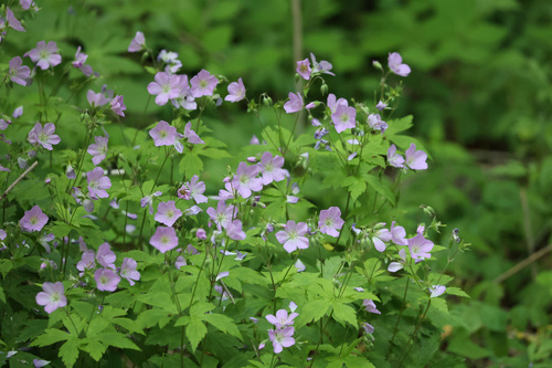 Geranium maculatum (wild geranium)