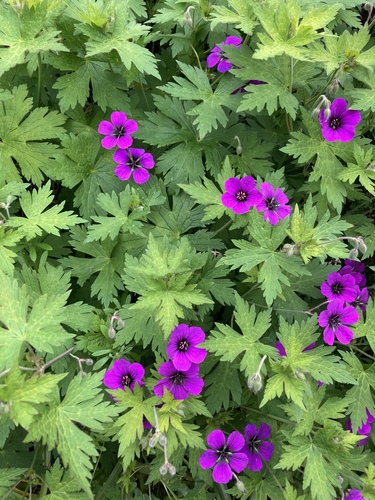Geranium psilostemon (magenta cranesbill) (alternate view 5)