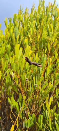 Templetonia retusa (Cockies Tongue) (alternate view 4)