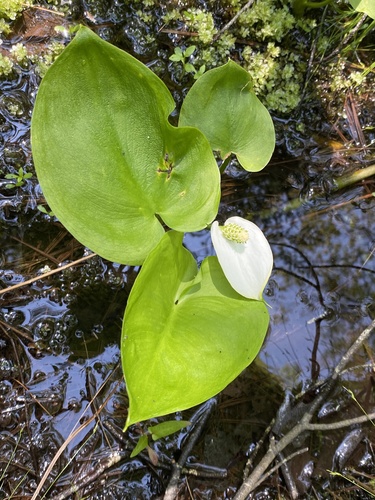 Calla palustris (marsh calla) (alternate view 6)