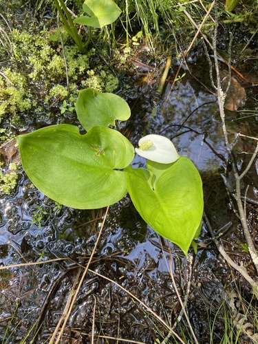 Calla palustris (marsh calla) (alternate view 7)