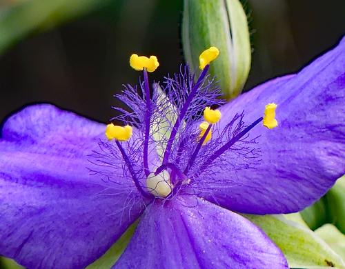Tradescantia occidentalis (Western Spiderwort) (alternate view 10)