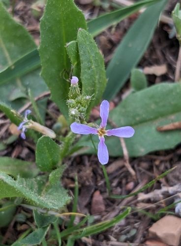 Chorispora tenella (crossflower) (alternate view 3)