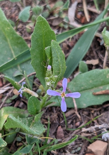 Chorispora tenella (crossflower) (alternate view 4)