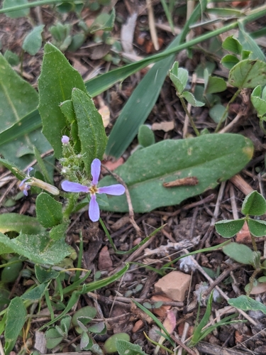 Chorispora tenella (crossflower) (alternate view 5)