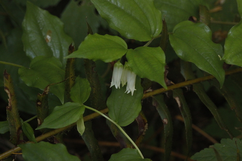 Prosartes smithii (Largeflower Fairybells)