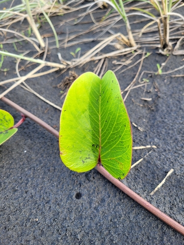 Ipomoea pes-caprae (Beach Morning Glory)