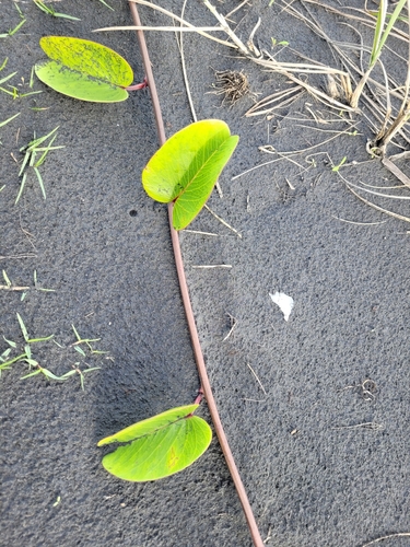 Ipomoea pes-caprae (Beach Morning Glory)