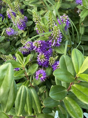 Veronica × franciscana (Hedge Veronica) (alternate view 10)