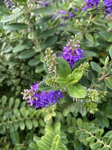 Veronica × franciscana (Hedge Veronica) (alternate view 12)