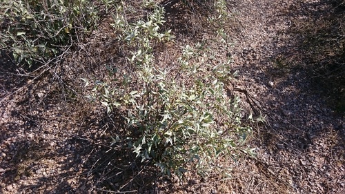 Ambrosia deltoidea (triangle-leaf bursage)