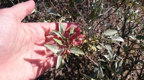 Ambrosia deltoidea (triangle-leaf bursage) (alternate view 2)