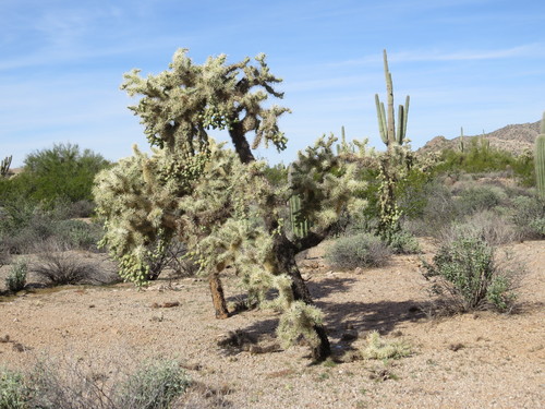Cylindropuntia fulgida (Chain-fruit Cholla) (alternate view 2)